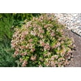 thumbnail image 3 of Abelia Chinensis Rose Creek - 3 Live Plants - Flowering Deer Resistant Butterfly Attracting Shrub, 3 of 8
