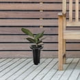 thumbnail image 4 of EXHUMKY 10Ud Macetas De Vivero En Plástico Negro Para Suculentas Y Plantas De Interior Y Exterior, 4 of 8
