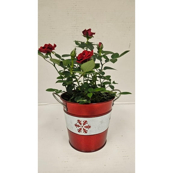 Live 4" Mini Red Rose Bush with 4" Red Holiday or Christmas Pot with Silver Snowflake - 4 Inch Indoor Plant