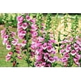 thumbnail image 3 of Foxglove Flower Seeds (Digitalis) – 5500+ Heirloom Non-GMO Seeds by Isla’s Garden Seeds, Ideal for Planting, Beautiful Blooms for Gardens and Landscaping, 3 of 7