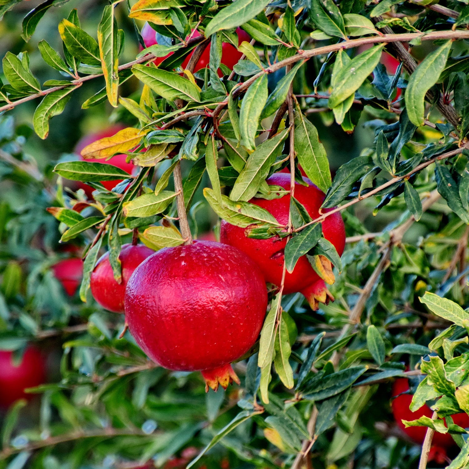 Expert Gardener 3-4 ft tall Russian Pomegranate Live Tree in 7-Gallon Grower Pot