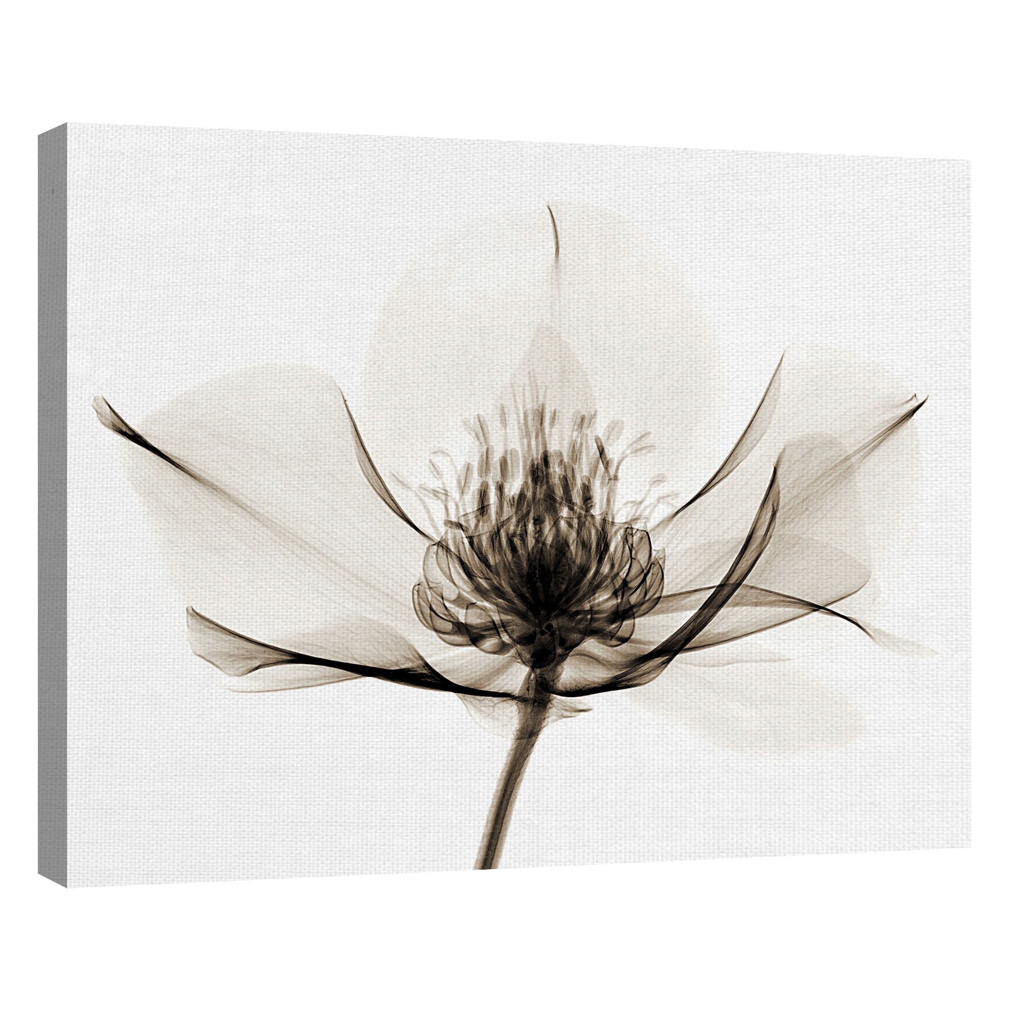 Masterpiece Art Gallery Hellebore I By Robert Coop Canvas Art Print 22" x 28"