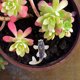 thumbnail image 4 of BESTYASH 2Ud Estatua De Azul De Piedra Para Decorar Acuarios Y Hogar Con, 4 of 8