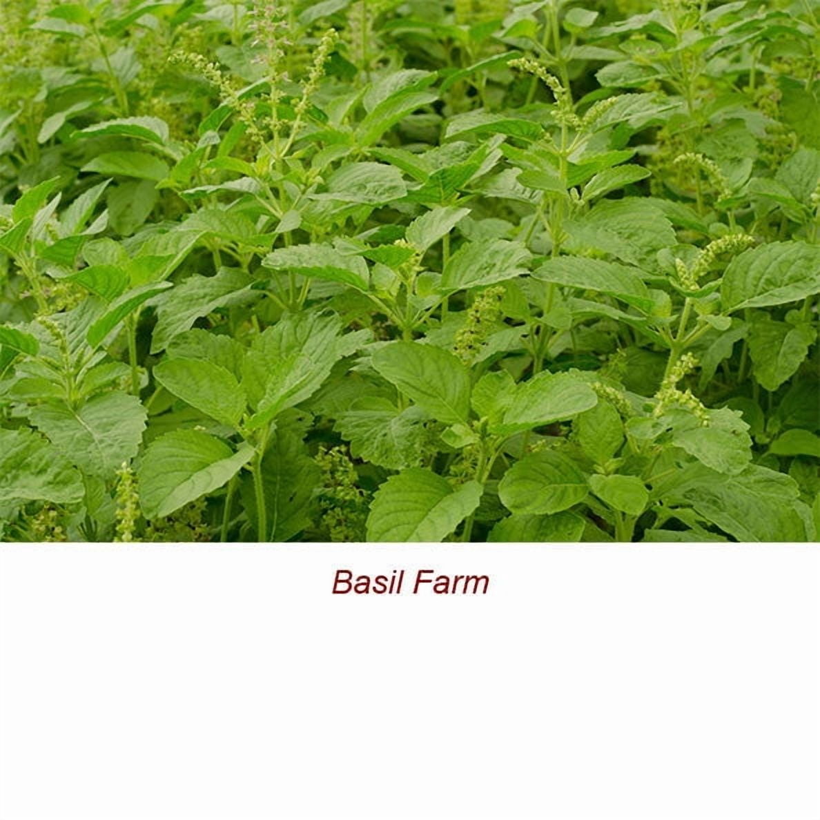 Basil Sweet Essential Oil 1 fl oz (30 ml) - 100% Pure and Natural by Silky Scents