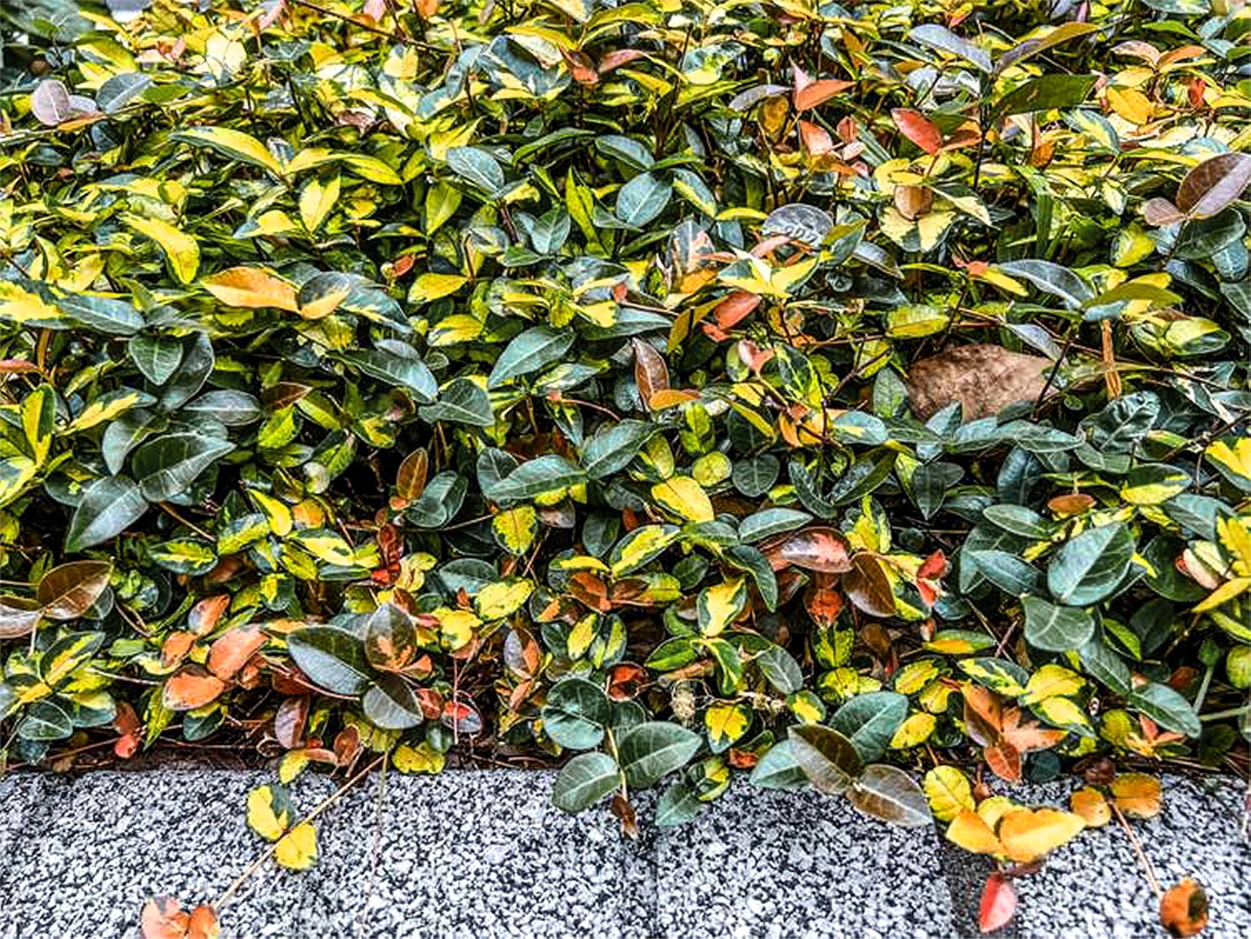 Jasmine Summer Sunset - 30 Live Plants - Trachelospermum Asiaticum - Colorful Groundcover Vine