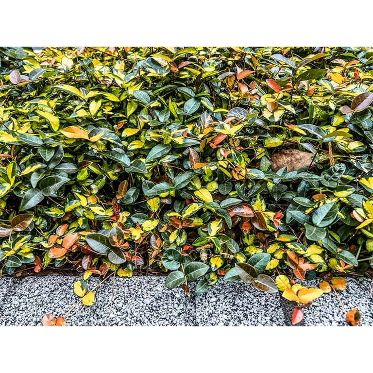 Jasmine Summer Sunset - 40 Live Plants - Trachelospermum