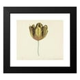 thumbnail image 2 of Cornelis van Noorde 17x15 Black Modern Framed Museum Art Print Titled - Tulip Called Bizard Sub. a (1765), 2 of 5