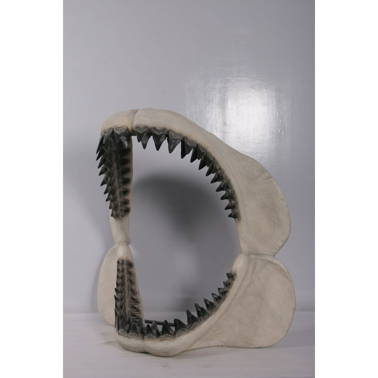 Great White Shark Jaw Bone