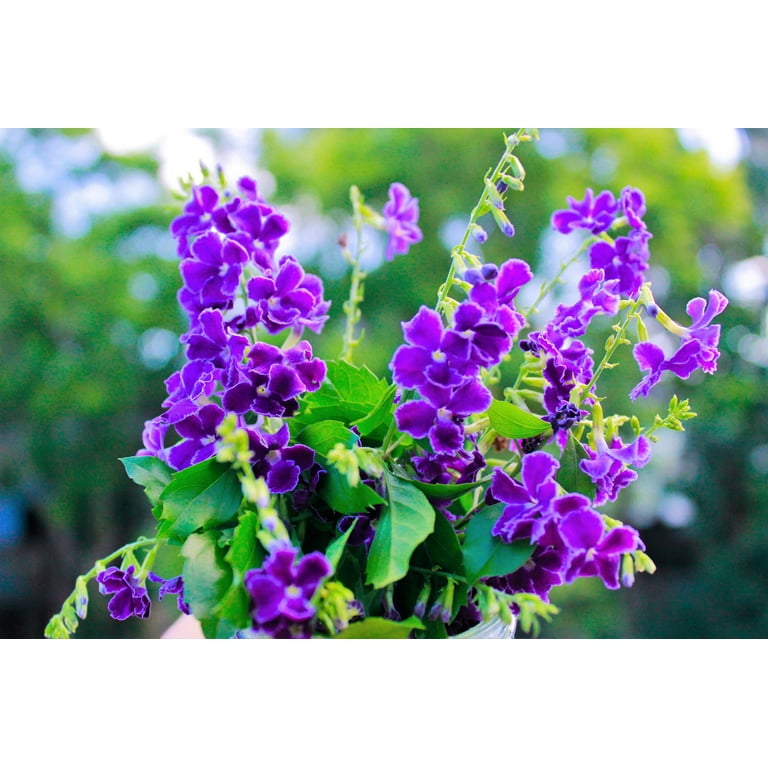 10 Golden Dewdrop Duranta Erecta, Golden Foliage with Blue Violet