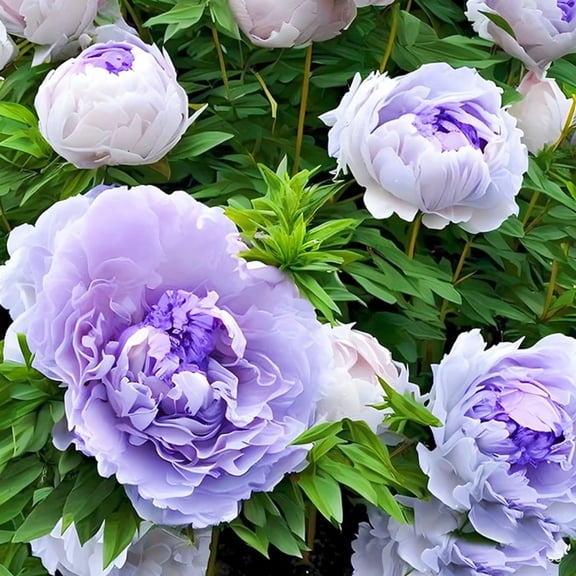 Hard-Resistant, Peony- Garden Elegance Decoration - Perfect for Borders - Striking, Premium Garden Stakes,