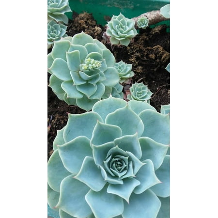 Echeveria Plant - LAMINATED POSTER Crassulaceae Family Flower Plants Echeveria Poster Print 24 x 36