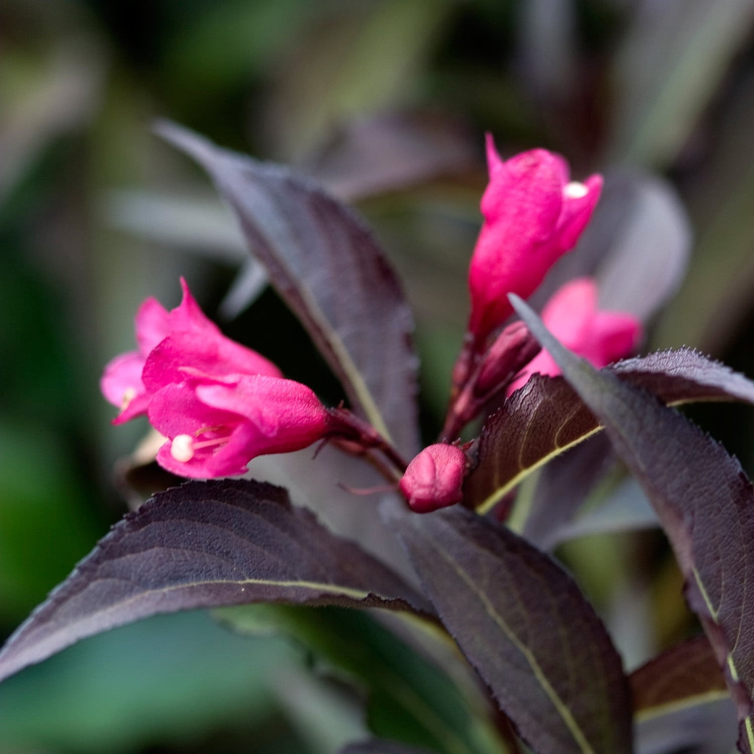 Proven Winners ColorChoice 6" Pink Spilled Wine Weigela Live Plant in 7.5" Pot