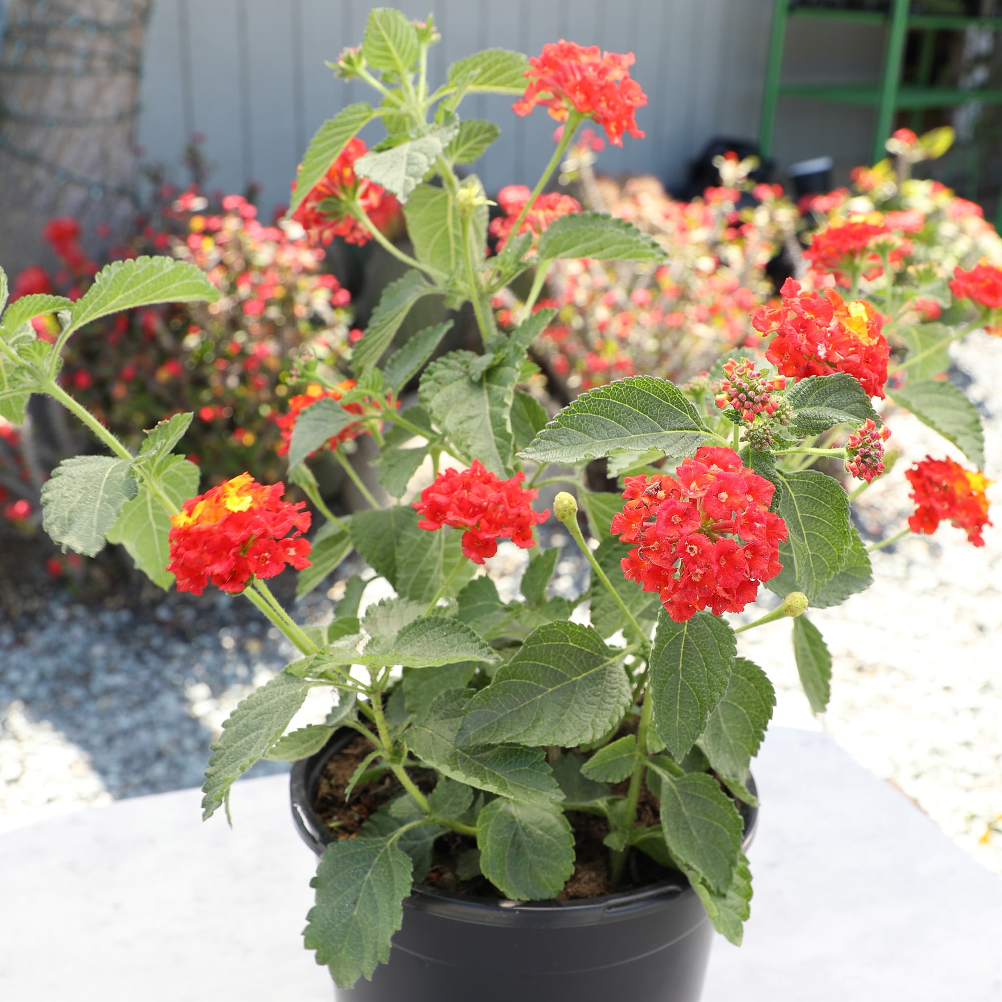 Expert Gardener Dallas Red Lantana Live Plant, 2.5 QT Grow Pot, Direct Sun, Flowering Plant