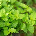 thumbnail image 4 of Pack 2 Peppermint Plants Live, 4-6 Inch Tall Peppermint Herb Starter Plant, Bare Root, Fragrant Mint Plants for Indoors Outdoors Gardens, 4 of 5