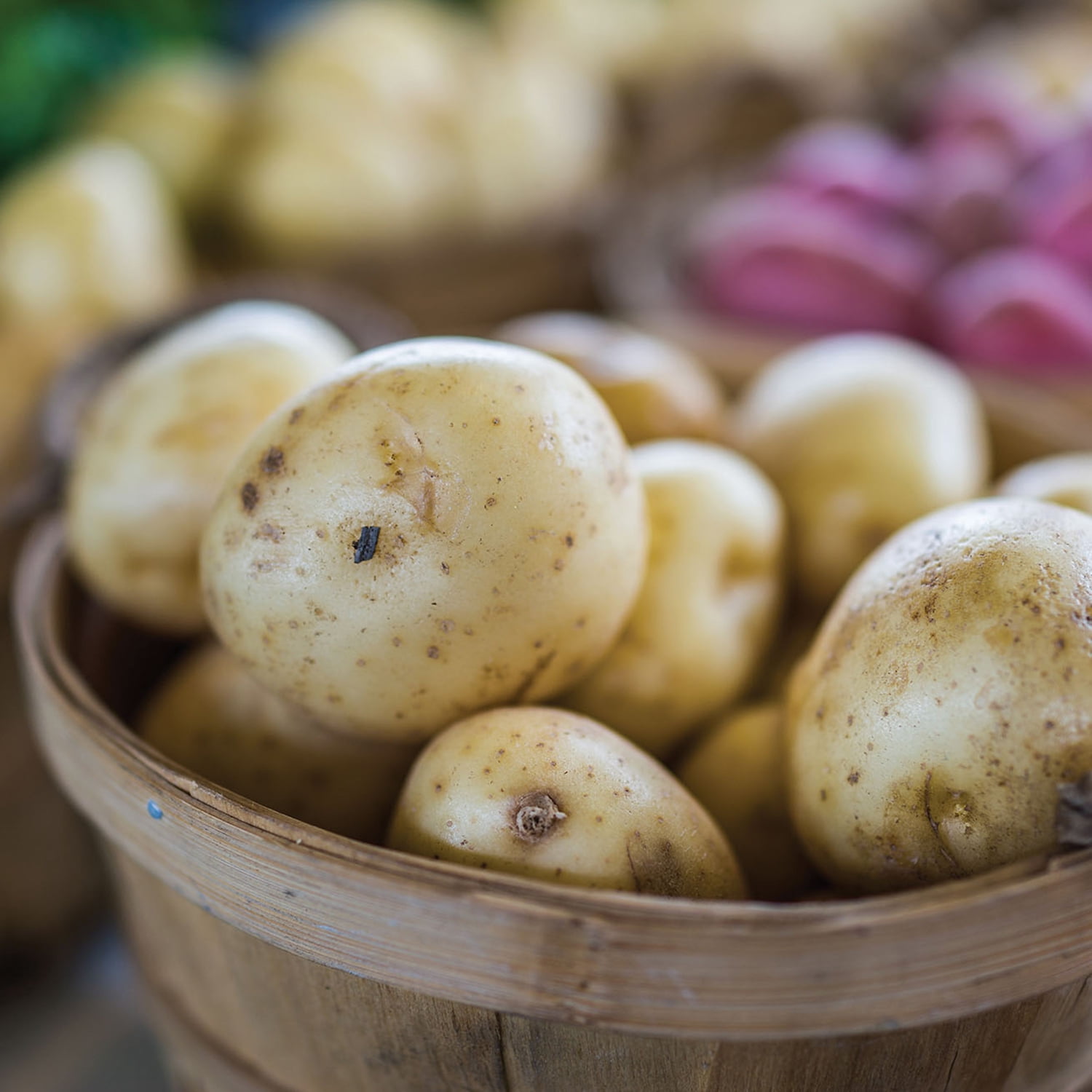 Expert Gardener White Superior Seed Potatoes, Set of 5 Dormant Tubers, Full Sun, Annual