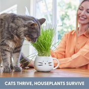 The Cat Ladies Organic Cat Grass Kit 1 Count, Indoor Cat Grass with Soil and Seeds for Easy Planting