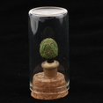 thumbnail image 2 of Cristal decorativo terrario Cloche caja de cristal miniatura jardín decoración del hogar 8 8 Sharpla Decoraciones de estatuas de terrarios, 2 of 8
