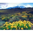 thumbnail image 2 of Talbot Frank, Christopher 31x26 Gold Ornate Wood Framed with Double Matting Museum Art Print Titled - California, Sierra Nevada Flowers in the Sierras, 2 of 4