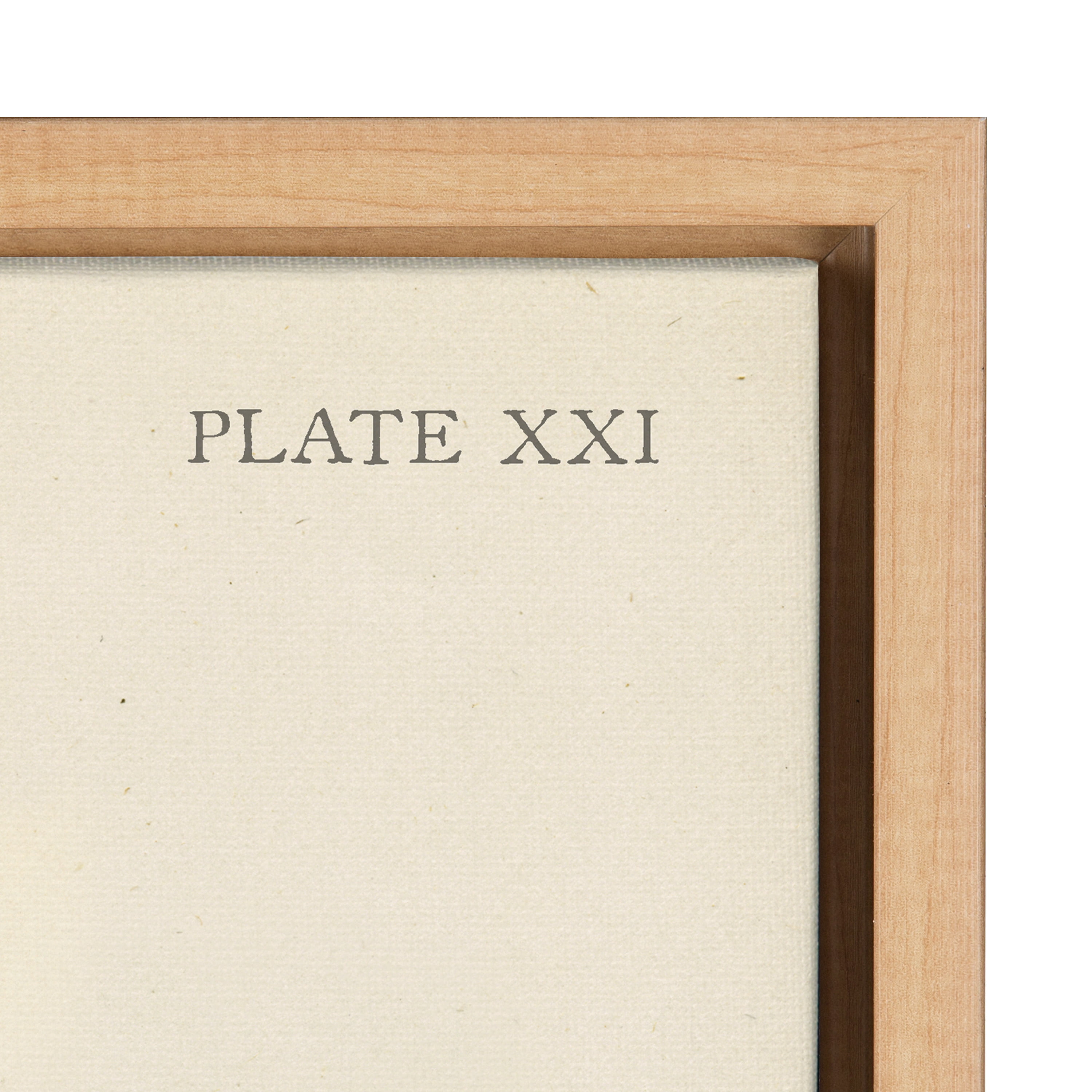 Kate and Laurel Plants Framed Canvas Art Print, 18" x 24", Set of 2, by Corinna Buchholz of Piddix