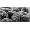 thumbnail image 3 of PixonSign Canvas Print Wall Art Set Lily Cactus Group Floral Wilderness Photography Realism Southwest Group Dramatic Grey Dark Black and White for Living Room, Bedroom, Office - 24"x36"x3, 3 of 5