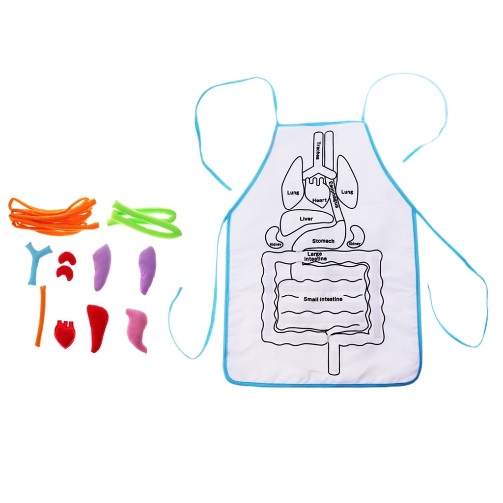 Anatomy apron human body organs awareness educational insights children toy gvLA 