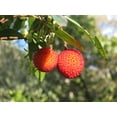 thumbnail image 2 of SEEDS - -10 Seeds- Strawberry Tree Seed Pack- Tropical Evergreen -Container or Bonsai --  Arbutus unedo= Serendipity Seeds, 2 of 2