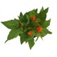 thumbnail image 1 of planta celosia 5", 1 of 6
