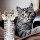 thumbnail image 3 of Toallas de mano DaisyJoy Cat divertidas decorativas para baño, 3 of 7