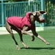 thumbnail image 3 of Chaqueta impermeable para perro Billuyoard Rosa roja 3XL, 3 of 6