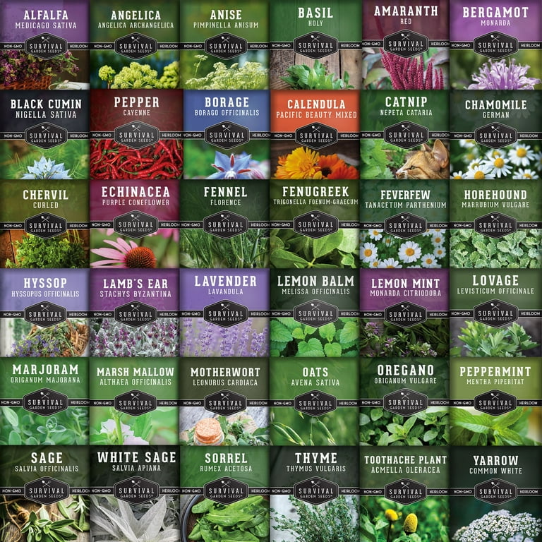 Free Shipping! Survival Garden Seeds Medicinal Herb Seed