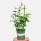 thumbnail image 5 of Muyoka Jaulas de tomate, paquete de 4 jaulas de soporte para plantas de jardín, soporte resistente para plantas de tomate de jardín, estacas de metal recubiertas de plástico verde, plantas trepadoras Muyoka Hogar, 5 of 7