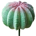 thumbnail image 1 of Coofit Plastic Cactus Pick Unpotted - DIY Mini Artificial Plant Stem Faux Cactus Decor, 1 of 4