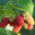 thumbnail image 3 of 3 Raspberry Plants Live, Sweet Raspberry Bush Live Plants, Well-Rooted 5-8 Inch Height, Raspberry Shrub Outdoor, No Pot (Red Raspberry), 3 of 6