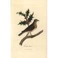 thumbnail image 2 of Redwing, Turdus Iliacus Perched On A Hollya Poster Print By ® Florilegius Mary Evans (24 X 36), 2 of 4