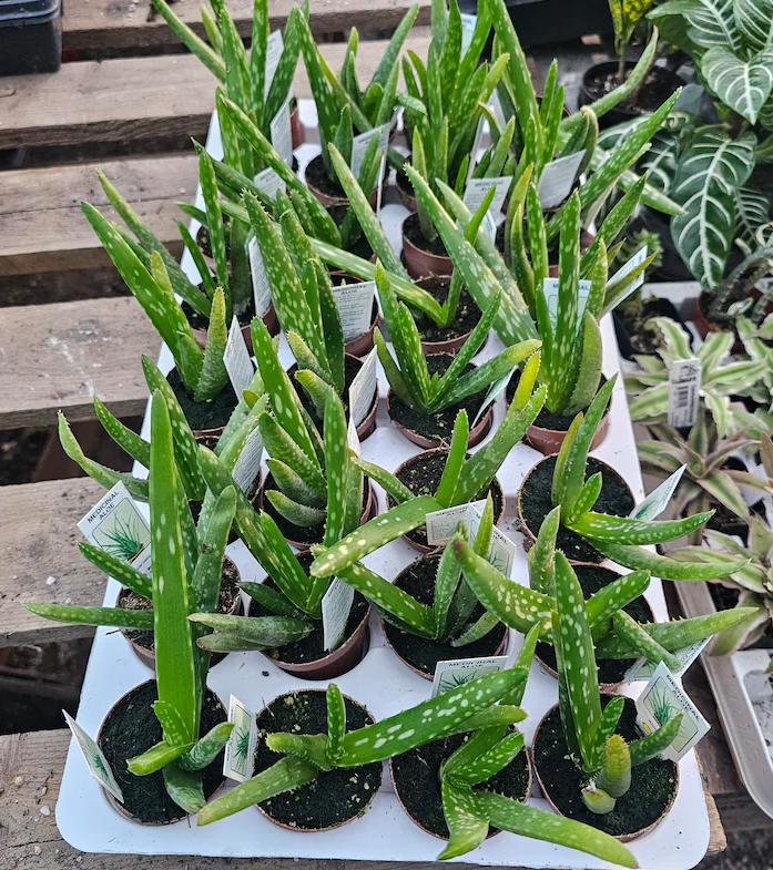 Aloe Vera Plant Live for Planting, Succulent Plant for Indoor Outdoor in 2 Inch Pot