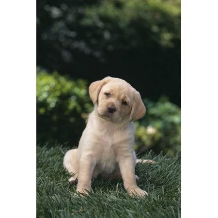 yellow lab puppy in