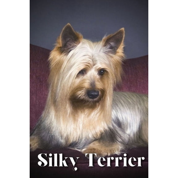 Silky Terrier : Dog breed overview and guide (Paperback)