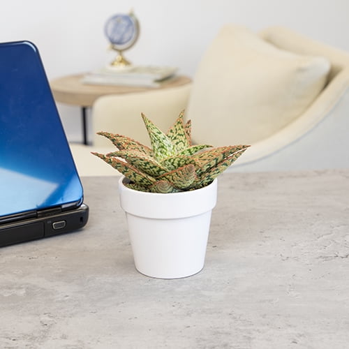 Altman Plants 3.5" Star Aloe in White Ceramic Pot