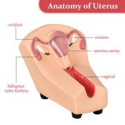Intrauterine Device Training Kit