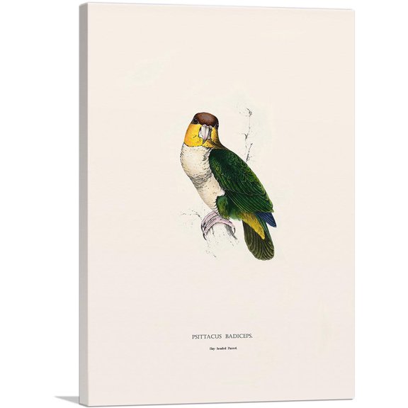 ARTCANVAS Bay-Headed Parrot Canvas Art Print by Edward Lear - Size: 12" x 8" (0.75" Deep)