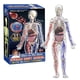 thumbnail image 4 of Human Body Structure Model with Blood Vessels, DIY Assembled Human Torso Anatomy Figure Children's Science Teaching Model Toys, 4 of 4