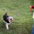 thumbnail image 3 of Professional Dog Chain Wear-resistant Puppy Chain Convenient Dog Leash Dog Accessory, 3 of 8