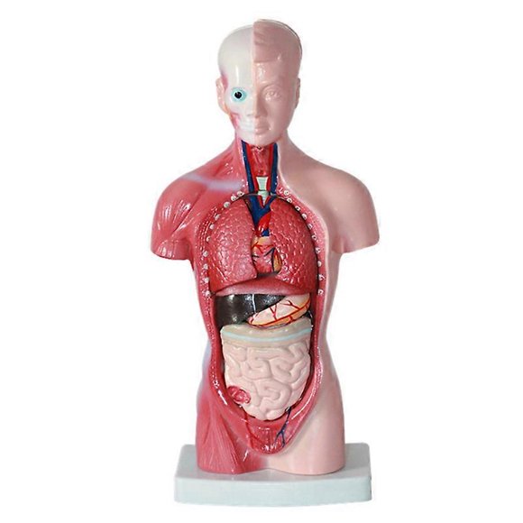 11 Inch Human Torso Body Model Anatomy Anatomical Internal Organs