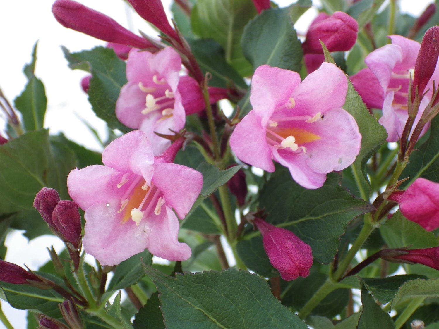 6 arbustes à fleurs variés, pot de 3,8 L (1 gal)