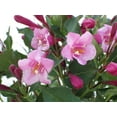 thumbnail image 4 of 2 Gallon Minuet Weigela, 4 of 6