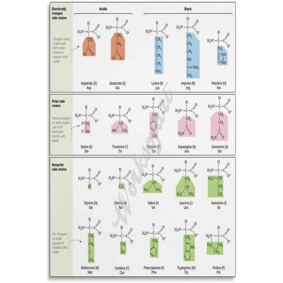 Code For Amino Acids Chart Poster Biology Wall Art Wall Art for Living Room Bedroom Decor Aesthetics