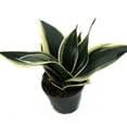 thumbnail image 2 of Black Star Birdsnest Snake Plant - Sanseveria - 3.7" Pot, 2 of 4