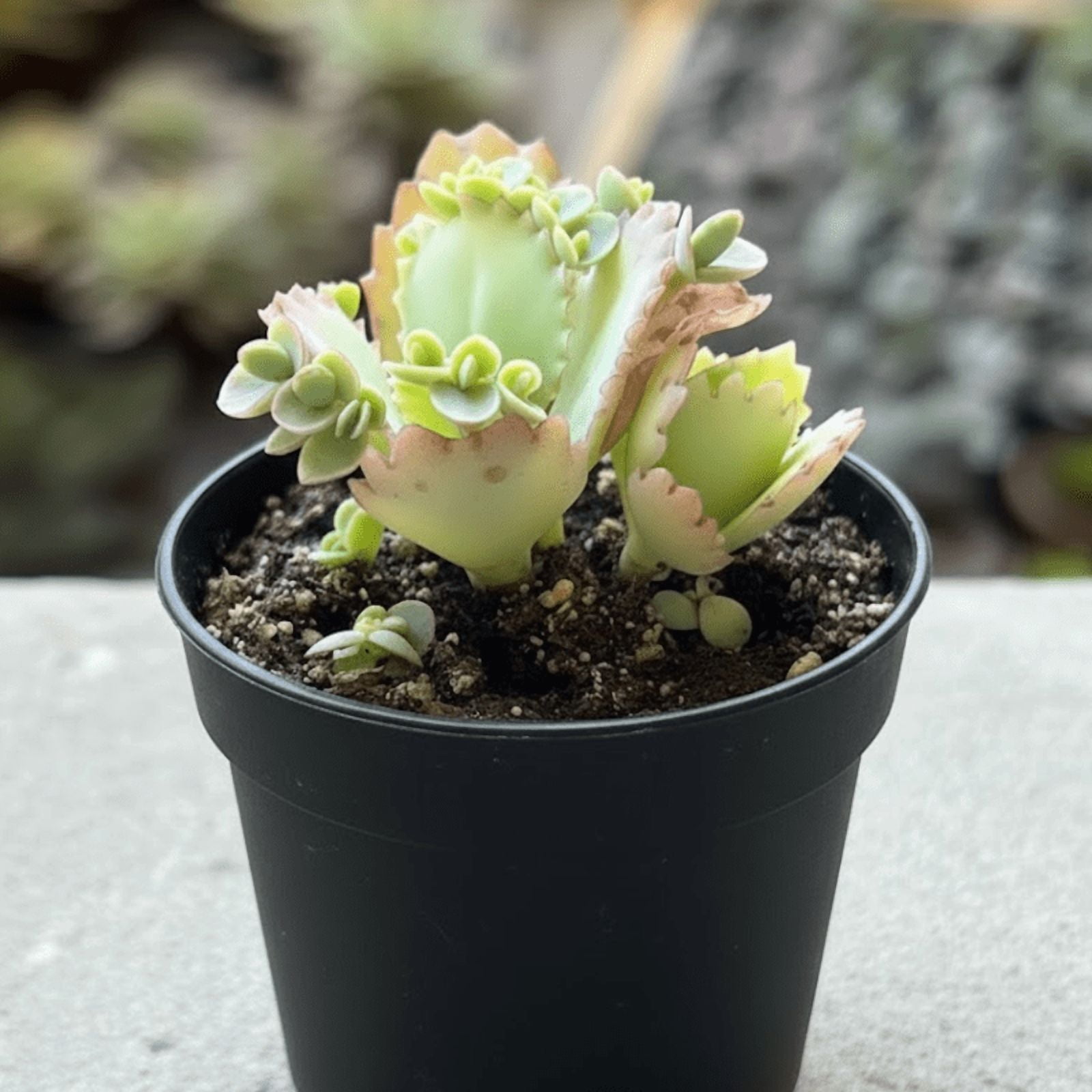 Kalanchoe Mother of Thousands Plant Live Indoor Succulents, 4 to 7 Inches Tall, Rare Succulent in 4 Inches Pot