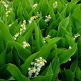 thumbnail image 6 of Classy Groundcovers, Shady White Deer Mix #1: 25 White False Spirea, 25 Lily of the Valley, collection #1 of White Blooming Plants..., 6 of 10