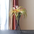 thumbnail image 4 of SKISUNO Soporte Metálico Negro Para Plantas Aire Fácil De Mover Y Práctico Para, 4 of 8